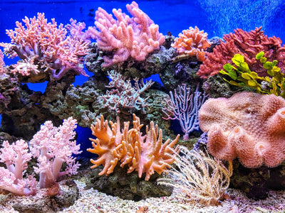 Морський акваріум з коралями Zoo&Groomer Reef
