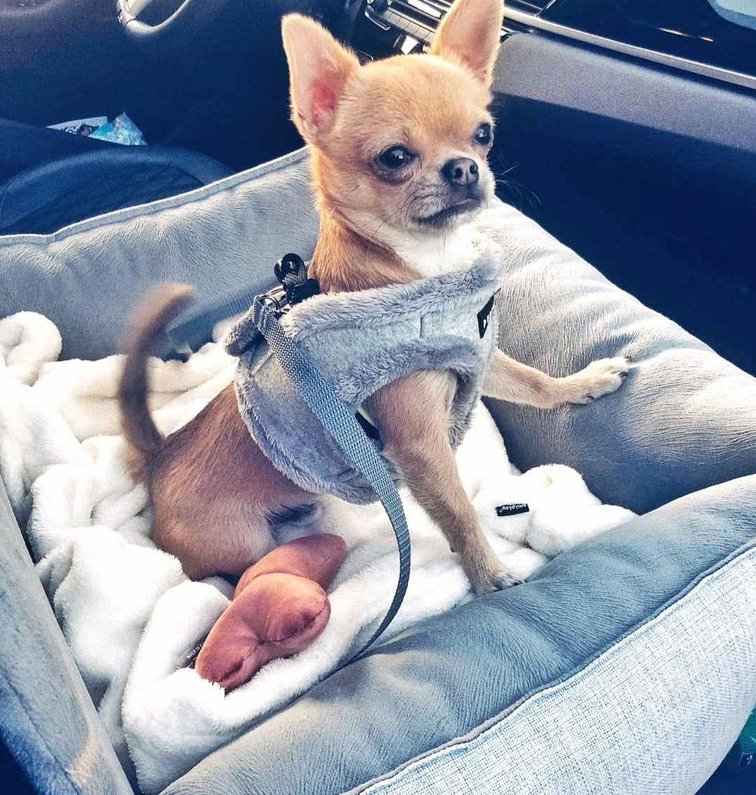 Chloe's Home Автокрісло для собак Paris сіре