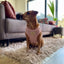 Chloe's Home Шлея для собак Dakar рожева XS