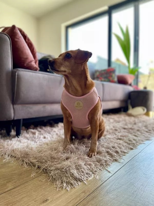Chloe's Home Шлея для собак Dakar рожева XS