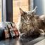 Nature’s Protection Adult cats Sterilised Turkey with Cranberry Вологий корм для стерилізованих котів з індичкою і журав